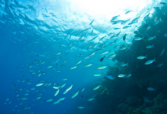 School of fish in the ocean