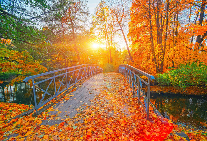 Fall foliage along a paved bridge; trees and sunset
