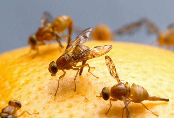 Photo of fruit flies on an orange