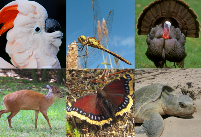 Montage image of salmon-crested cockatoo, dragonfly, wild turkey, Kemp's Ridley turtle, mourning cloak butterfly, and duiker.