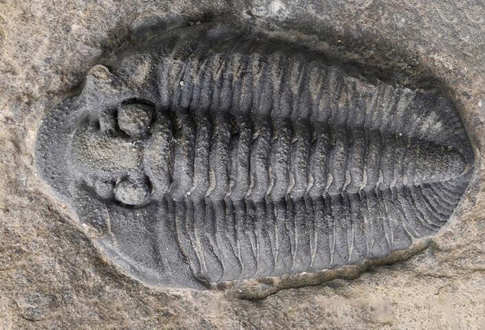 Trilobite from the Walcott-Rust Quarry in upstate New York