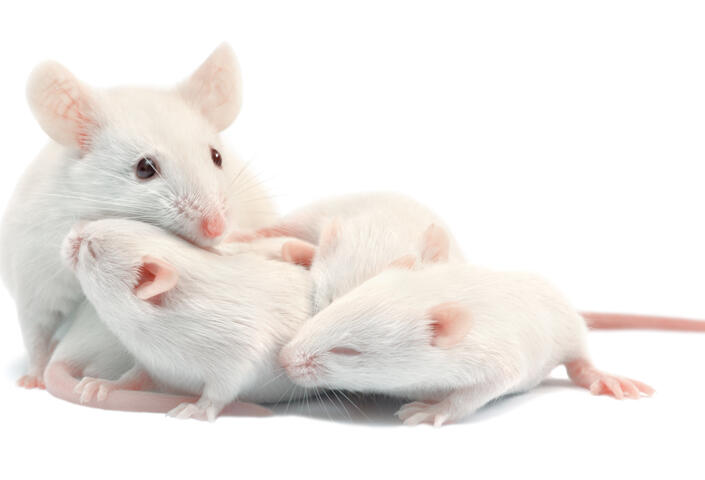 White laboratory mice: mother with pups, which are 9 days old