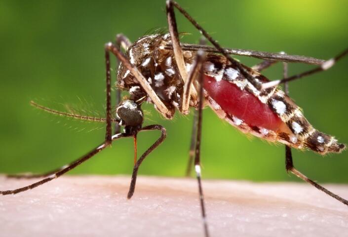 Mosquito on human skin