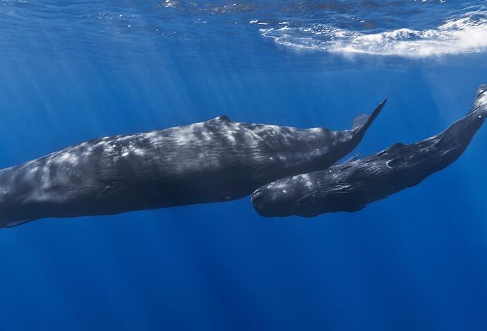A mother sperm whale and her calf off the coast of Mauritius