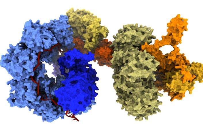 evoCAST schematic; evoCAST is a system that combines CRISPR components (blue) and transposase components (yellow) to install entire genes into the human genome (orange).