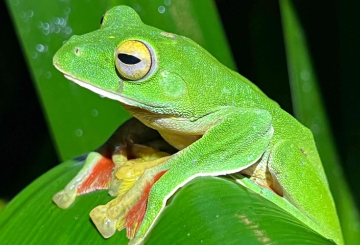 Malabar gliding frog