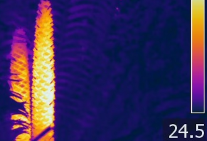 When male cycad plants (Zamia furfuracea) are ready to release their pollen, they heat their cones up, as shown in this thermal image. 