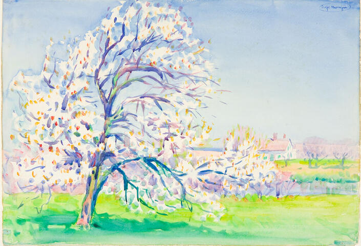 pear tree blooming in spring