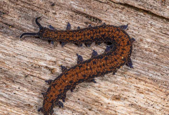 Velvet worm on top of wood