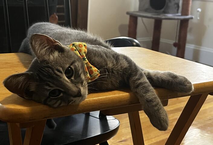 Sammi lounges on a table wearing a yellow bow tie.
