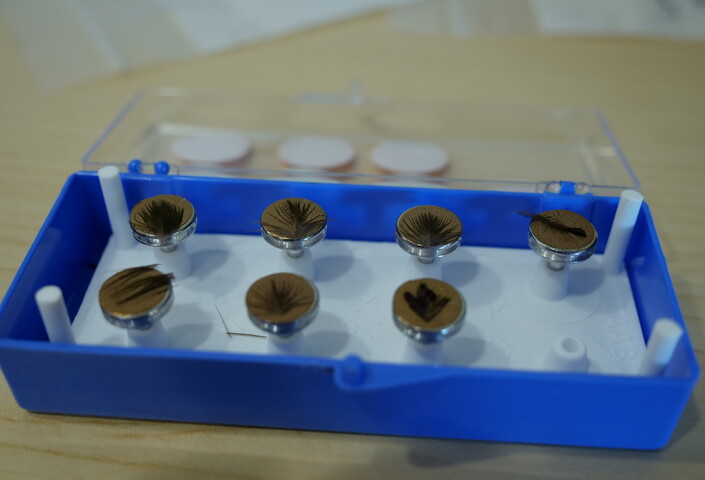 A set of 7 small feathers, mounted on plates painted with gold.