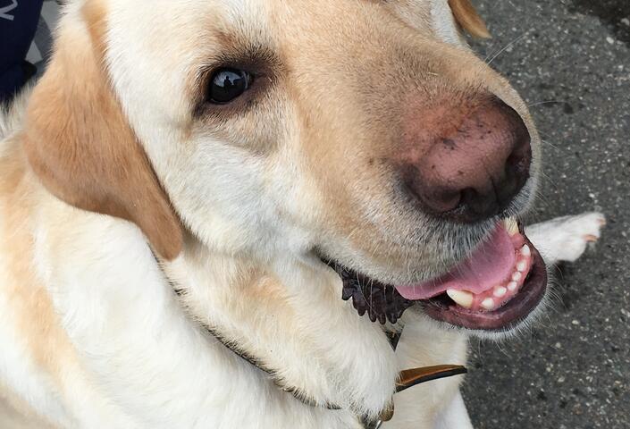 Tom, therapy dog