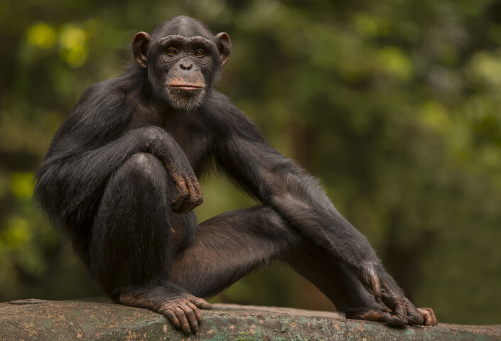 Chimpanzee