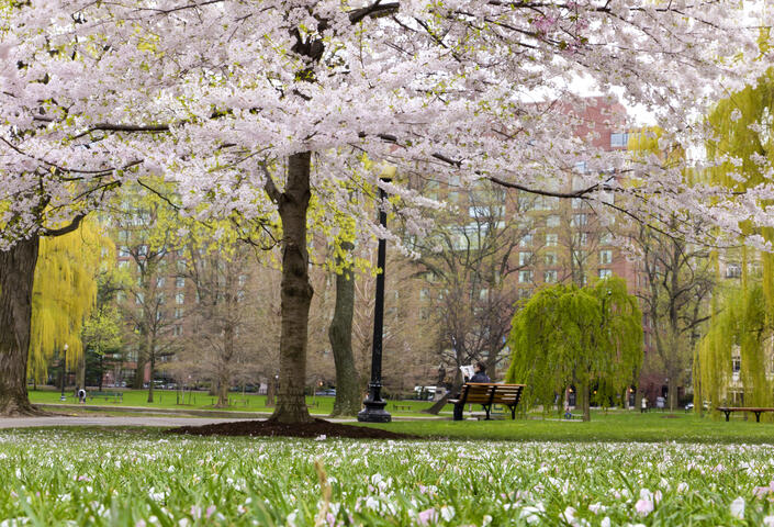 Cherry blossom trees and greenery