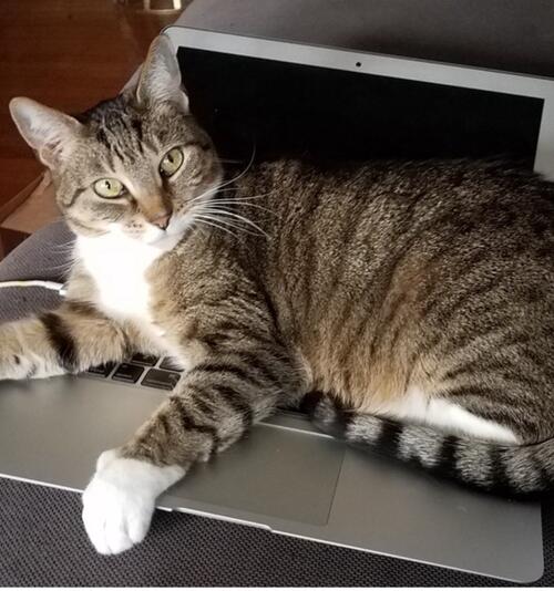 cat siting on an open laptop