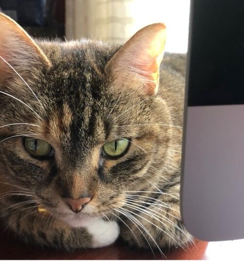 cat with green eyes sitting in front of computer 