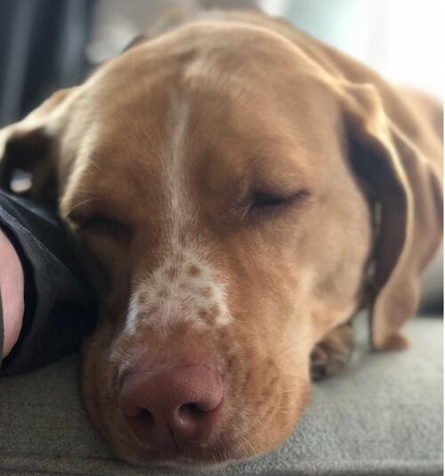 dog lying down, taking a nap, with face toward the camera