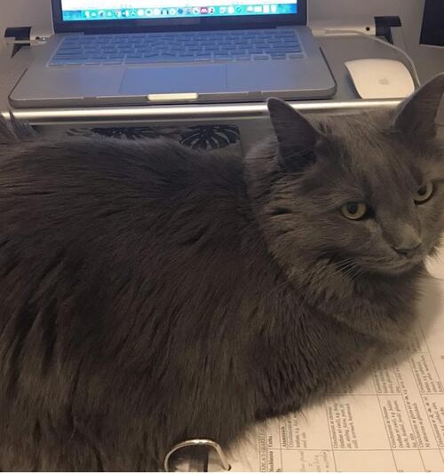 grey long-haired cat lying sideways, with open laptop behind