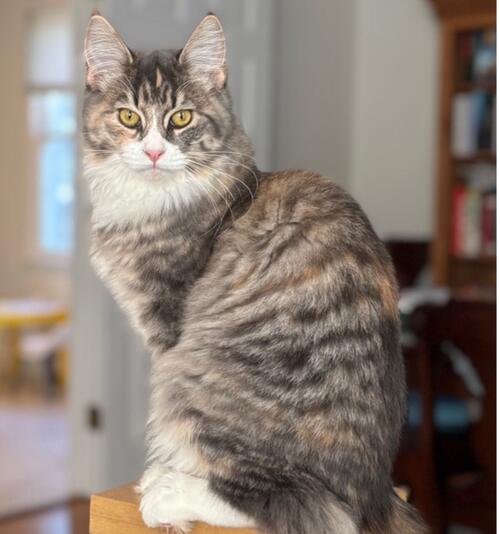 Longhaired cat with striped coat