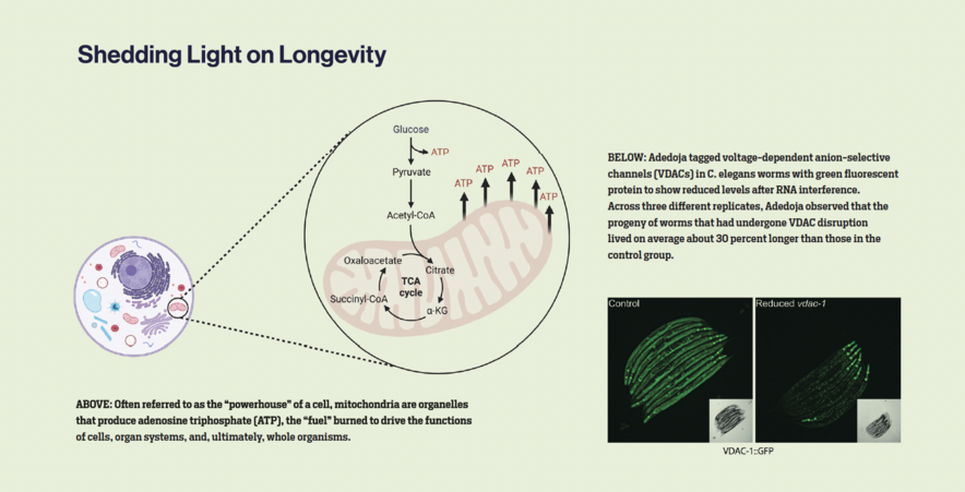 Diagrams of tagged voltage-dependent anion-selective channels and mitochondria