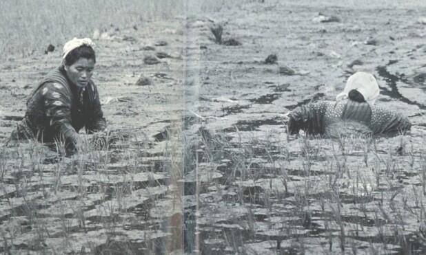 Black and white photo of two women working submerged up to their chests in a rice field