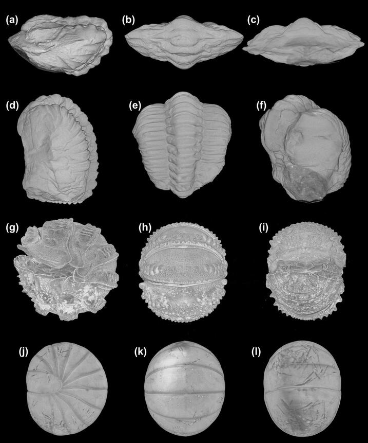 Scans of arthropods illustrating the defensive strategy of enrollment