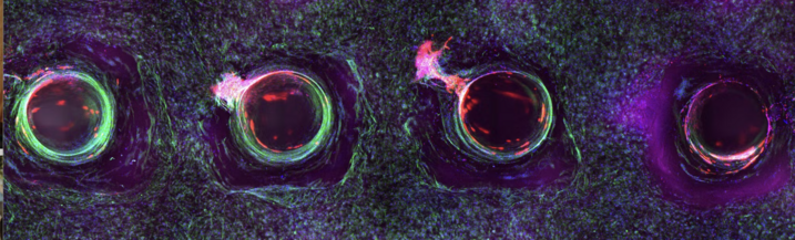 Microscopy image showing a cross-section of a 3D-printed, 1-centimeter-thick vascularized tissue construct.