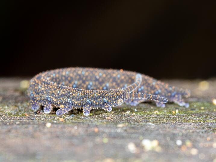 Velvet worm