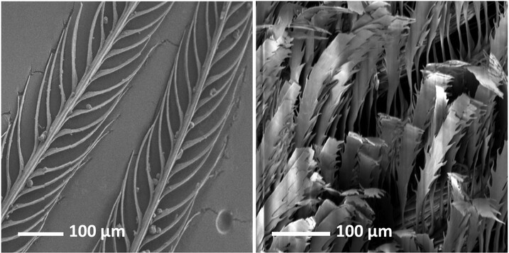 Black-and-white images of feathers at the 100 micrometer scale.