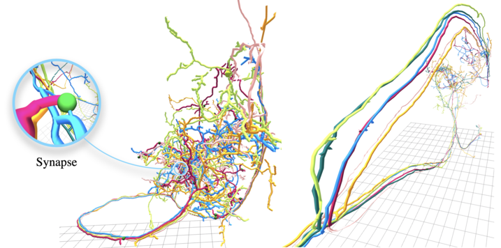 Neuron Reconstruction Model