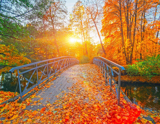 Fall foliage along a paved bridge; trees and sunset