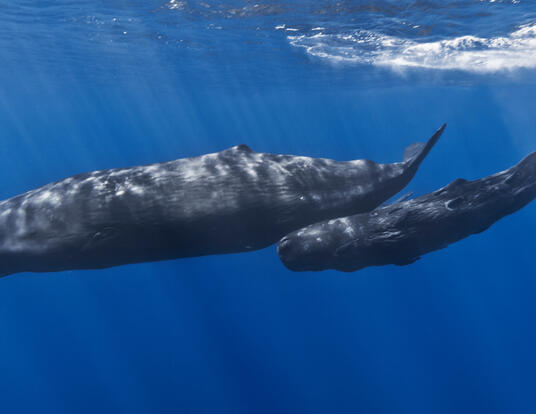 Mother and baby sperm whale