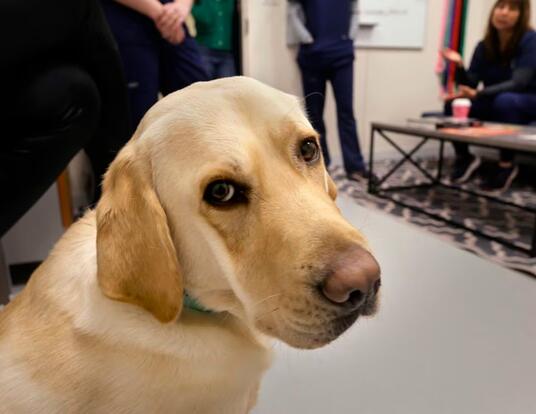Benito, the yellow lab, sits on the floor at Harvard's Canine Brains Project
