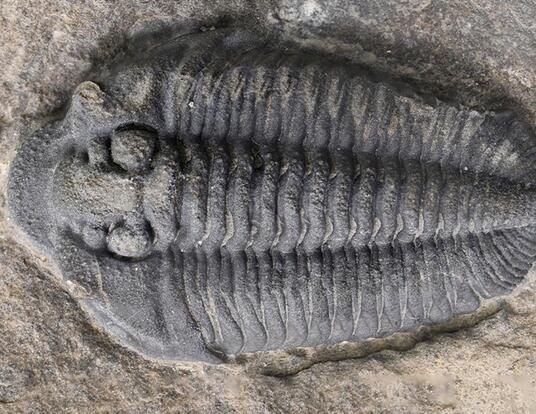 Trilobite from the Walcott-Rust Quarry in upstate New York