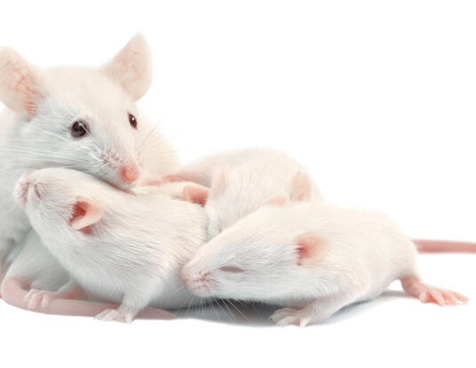 White laboratory mice: mother with pups, which are 9 days old
