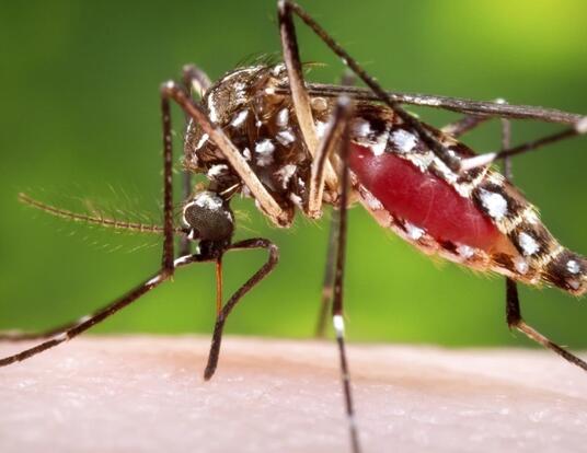 Mosquito on human skin