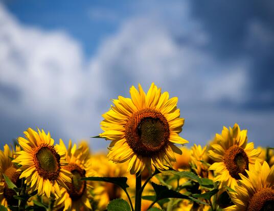 Sunflowers with blue skies behind