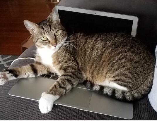 cat siting on an open laptop