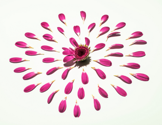 Illustration of a red flower with petals scattered around it in a circle