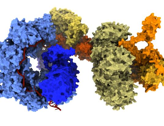 evoCAST schematic; evoCAST is a system that combines CRISPR components (blue) and transposase components (yellow) to install entire genes into the human genome (orange).