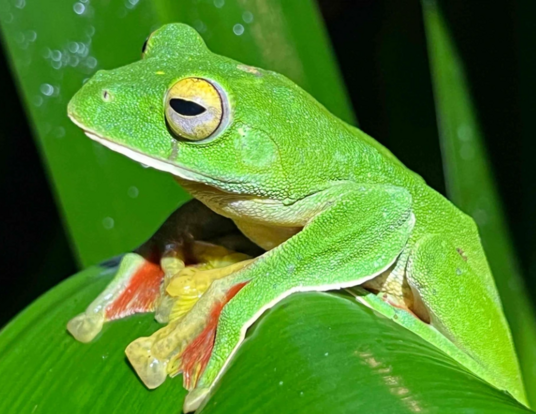 Malabar gliding frog