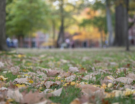 fall leaves on the ground in Harvard Yard