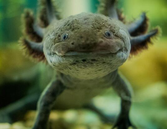 Frontal view of axlotl salamander