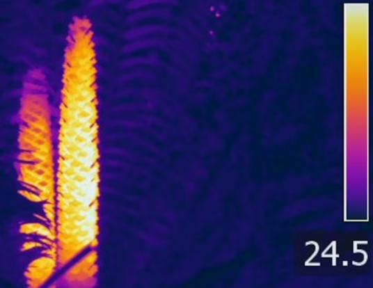 When male cycad plants (Zamia furfuracea) are ready to release their pollen, they heat their cones up, as shown in this thermal image. 