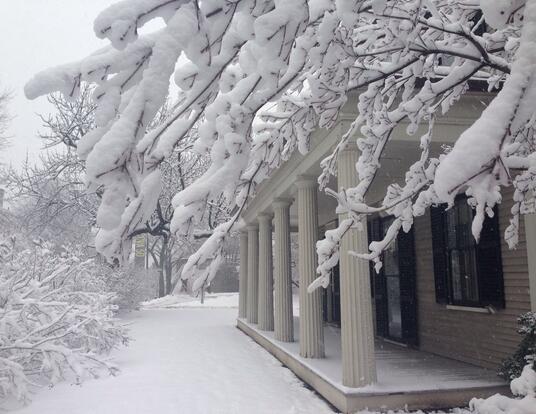 snow-covered Harvard campus, with tree heavy with snow