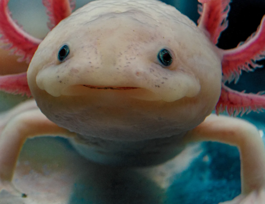 Frontal view of an axolotl salamander