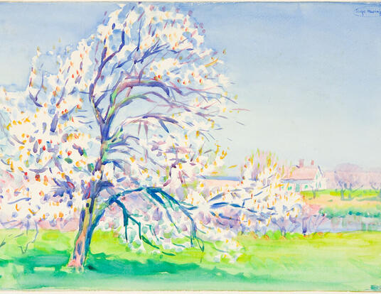 pear tree blooming in spring