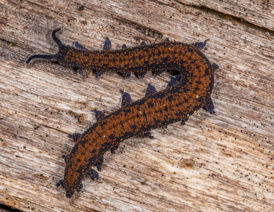Velvet worm on top of wood