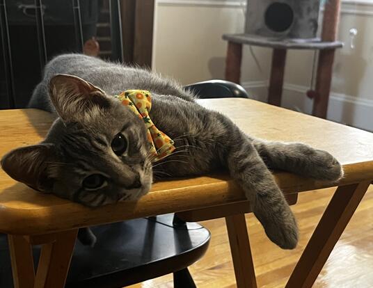 Sammi lounges on a table wearing a yellow bow tie.