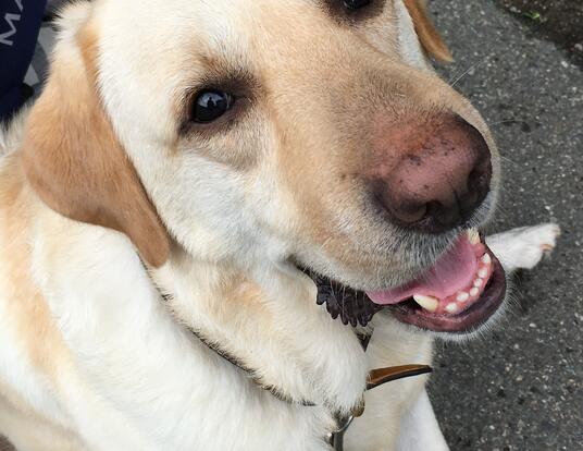 Tom, therapy dog